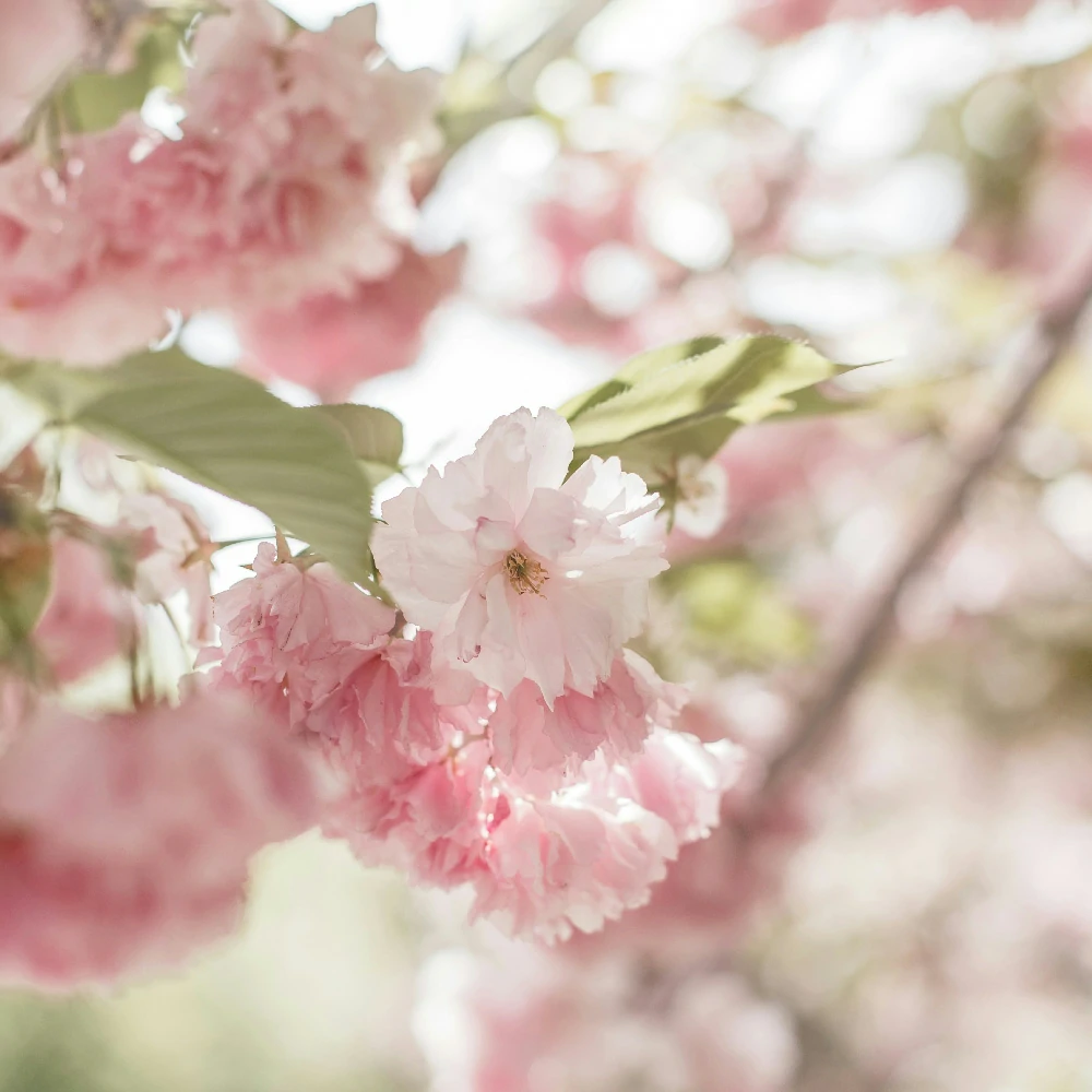 Scatola 2 taniche sapone mani neutro delicato ProActive Soap 5 litri